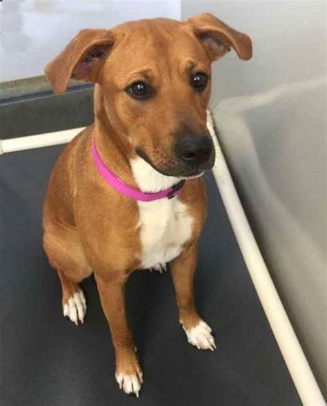 Hope animal rescue - Share this: Browse our selection of adorable and loving adoptable dogs looking for their forever homes. Find your new furry friend today at New Hope Animal Rescue in Austin, TX and the local area.